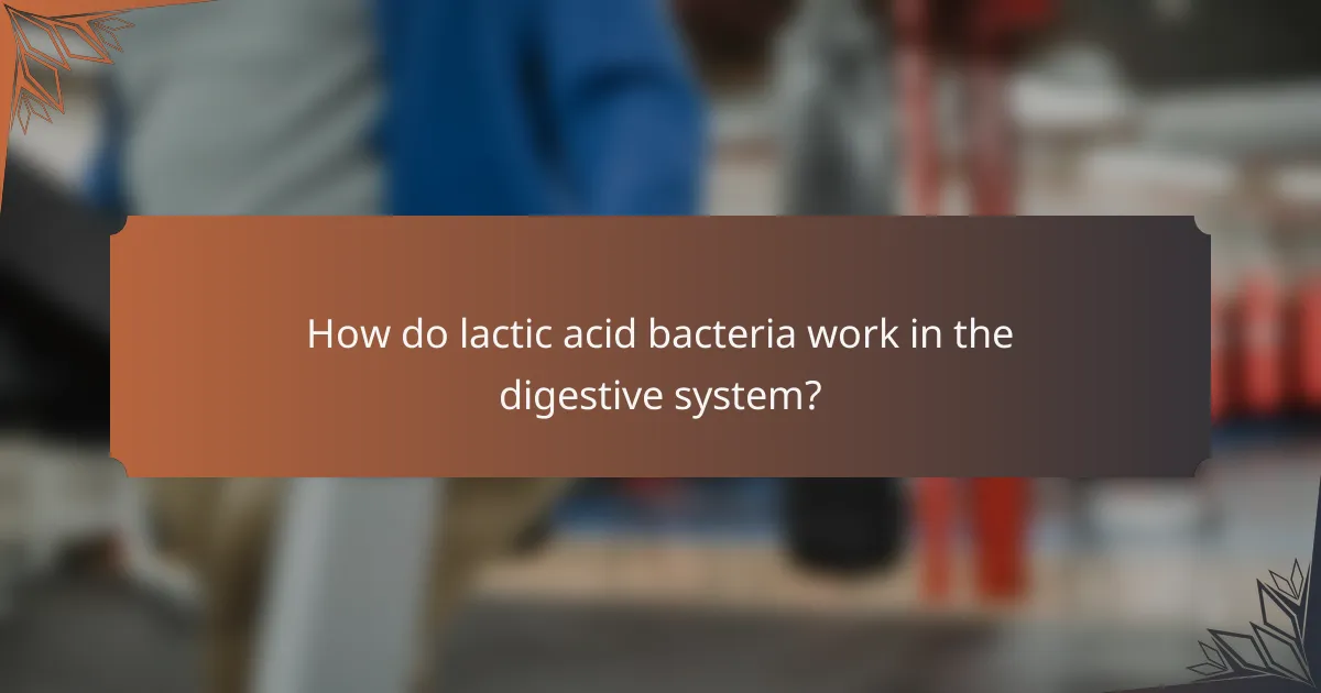 How do lactic acid bacteria work in the digestive system?